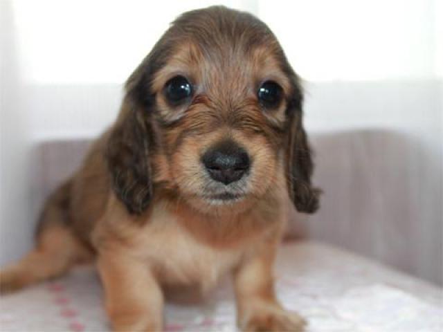 ミニチュアダックスフンド