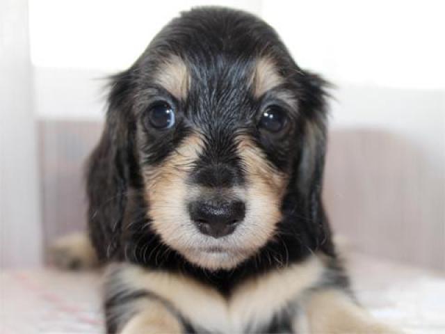 ミニチュアダックスフンド