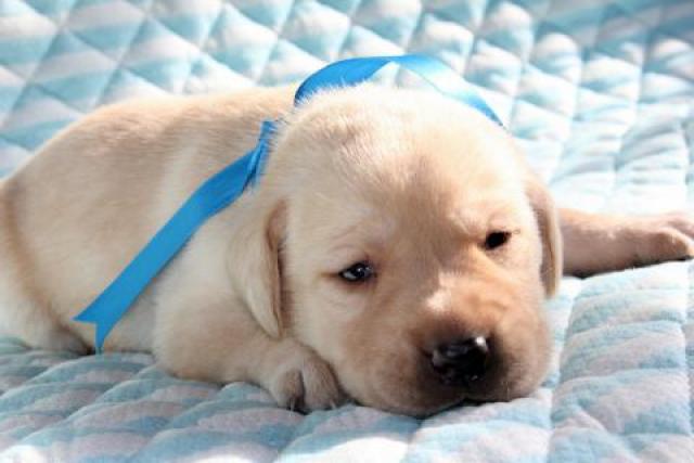 ラブラドールレトリーバー