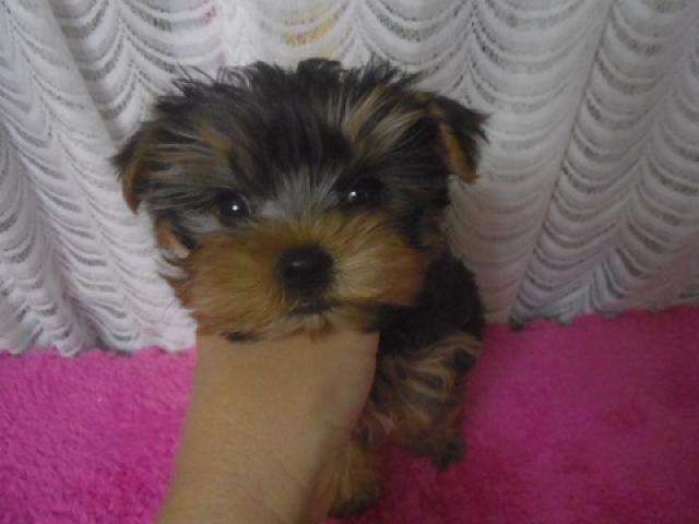 ヨークシャーテリア