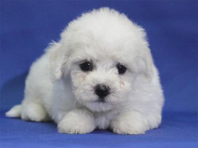 ビションフリーゼ