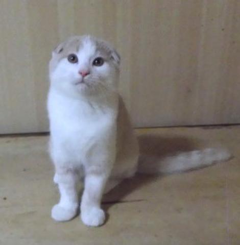 スコティッシュフォールド