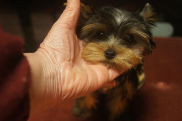 ヨークシャーテリア