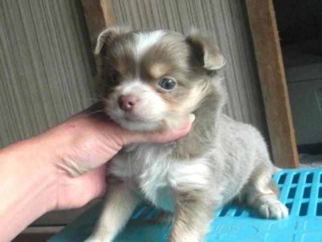 チワワ（ロングコート）