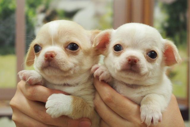 チワワ（スムースコート）