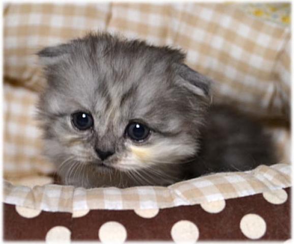 スコティッシュフォールド