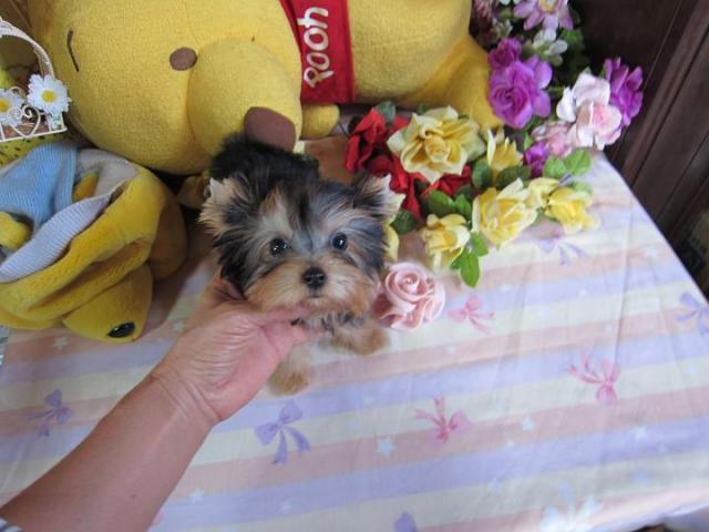 ヨークシャーテリア