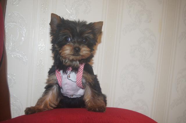 ヨークシャーテリア