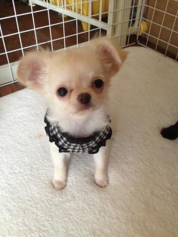 チワワ（ロングコート）