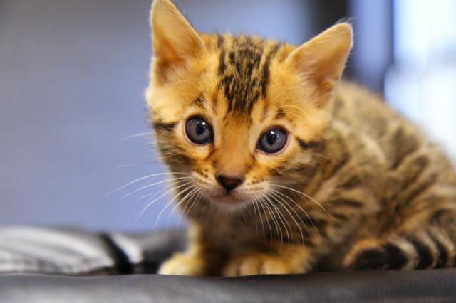 ベンガル フルドーナツロゼット