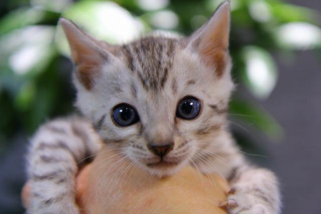 ベンガル シルバーロゼット