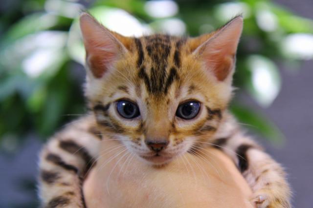 ベンガル ビッグロゼット