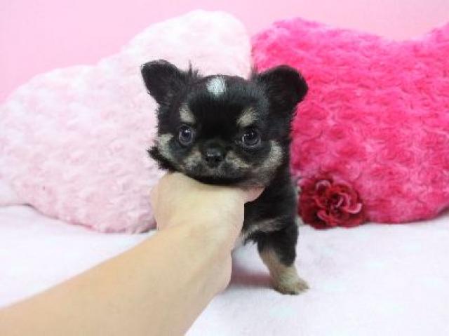 チワワ(ロングコート)