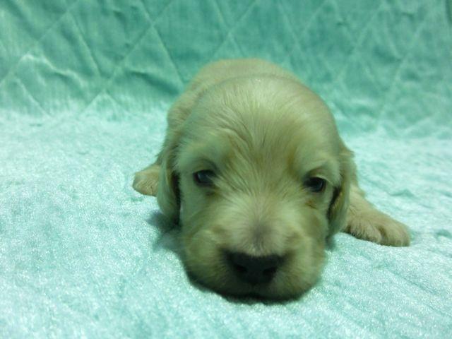 ミニチュアダックスフンド