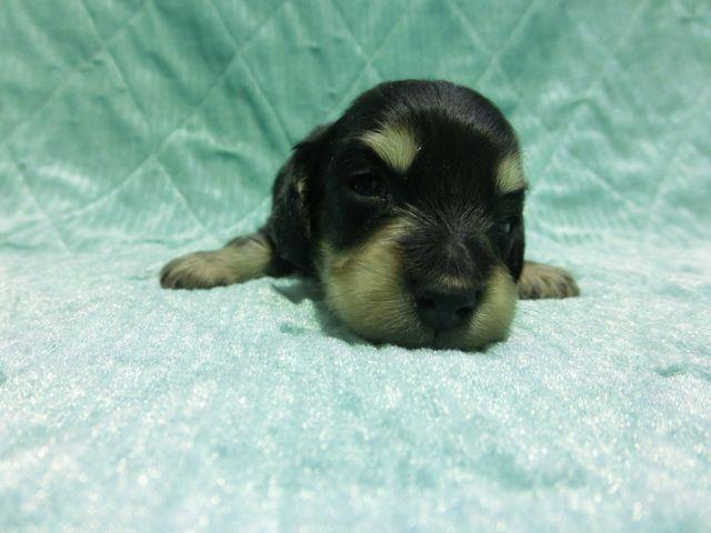 ミニチュアダックスフンド