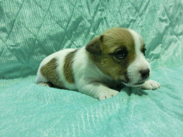 ジャックラッセルテリア