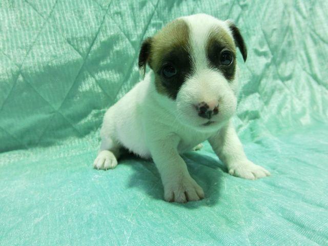 ジャックラッセルテリア