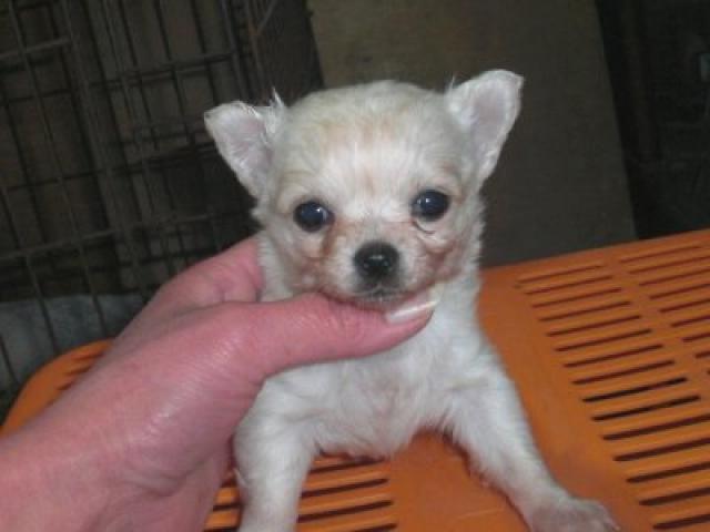 チワワ（ロングコート）