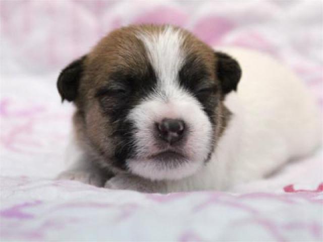 ジャックラッセルテリア