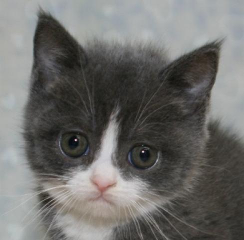 ブリティッシュショートヘア