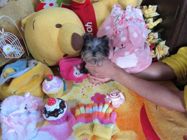 ヨークシャーテリア