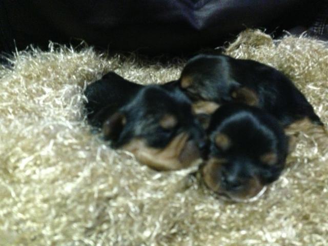 yヨークシャーテリア