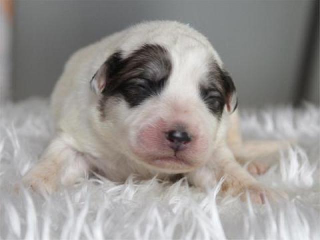 グレートピレニーズ