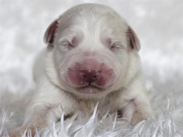 グレートピレニーズ