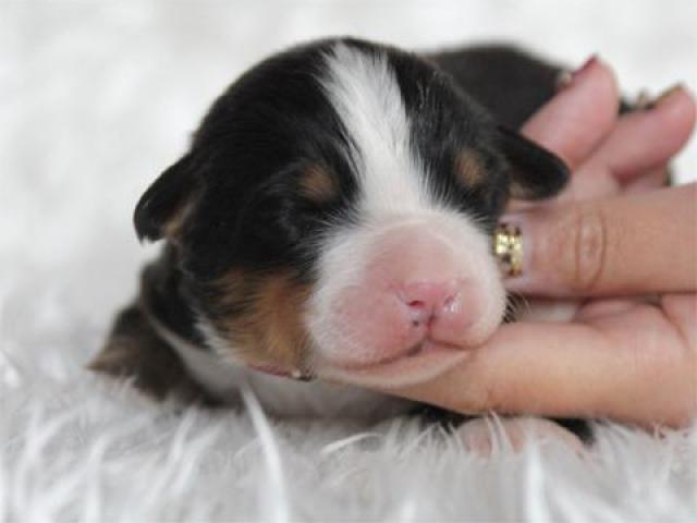 バーニーズマウンテンドッグ