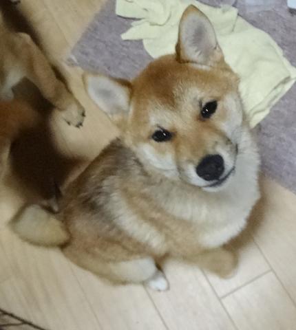 柴犬