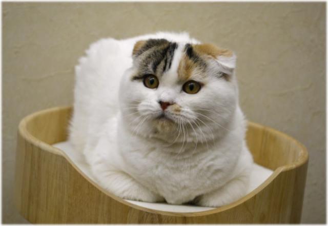 スコティッシュフォールド