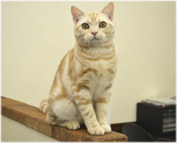 アメリカンショートヘアー