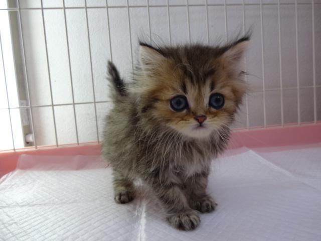 ペルシャ・ヒマラヤン