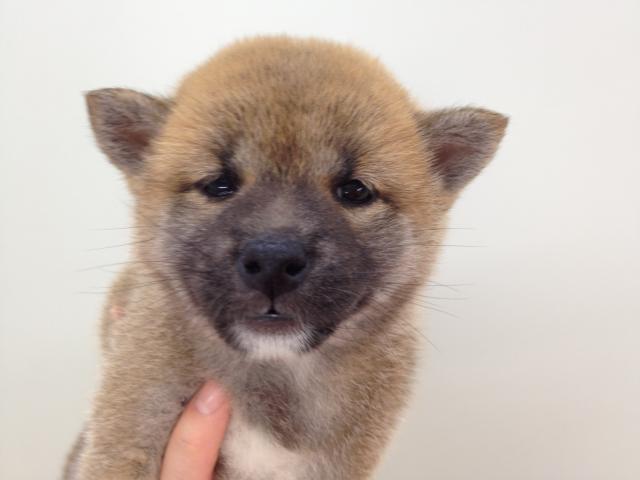 柴犬