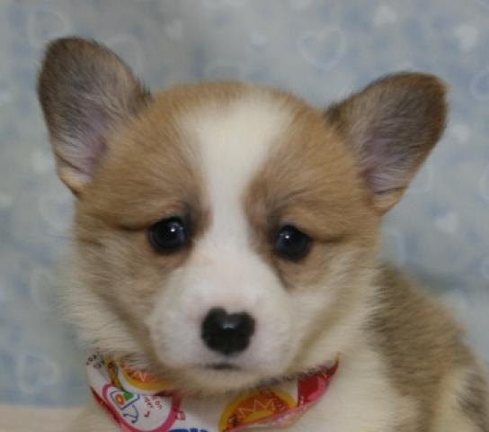 ウェルシュコーギーペンブローク