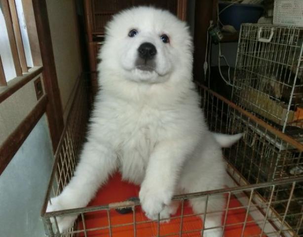 グレートピレニーズ