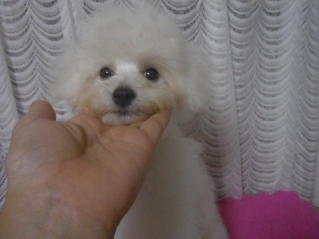 ビションフリーゼ