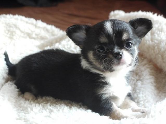 チワワ（ロングコート）