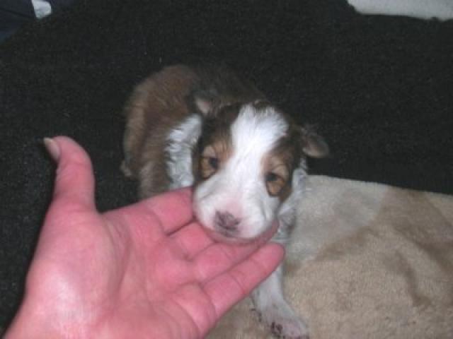 シェットランドシープドッグ