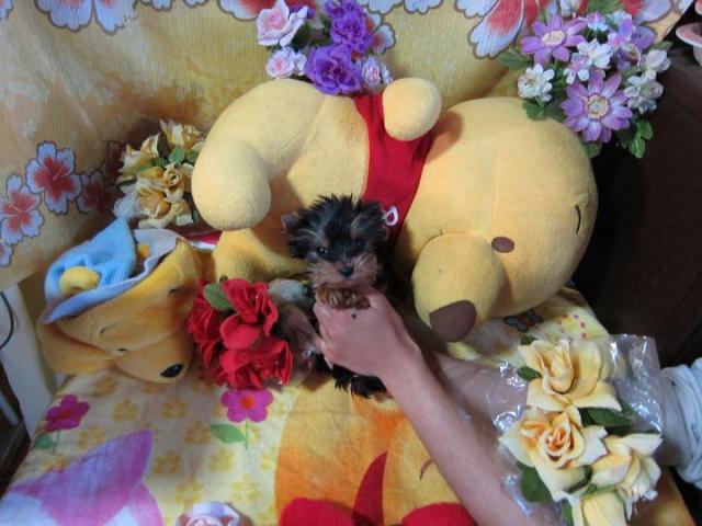 ヨークシャーテリア