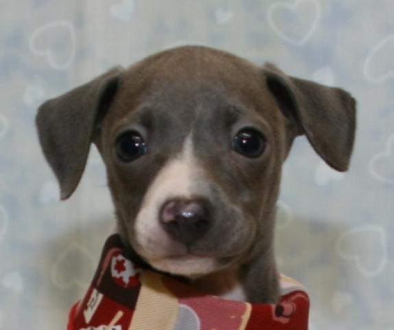 イタリアングレーハウンド