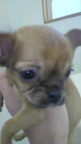 ブリュッセル・グリフォン×チワワ