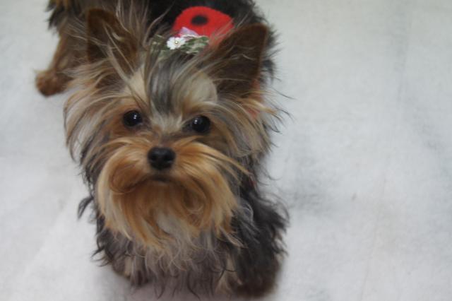 ヨークシャーテリア