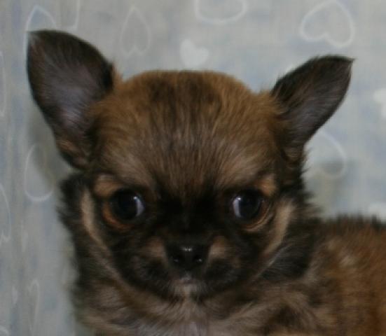 チワワ（ロングコート）