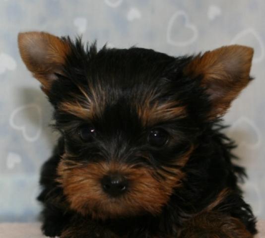 ヨークシャーテリア