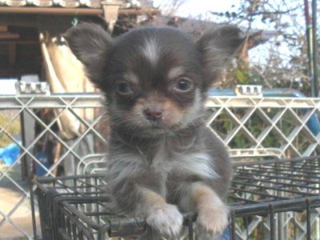 チワワ（ロングコート）