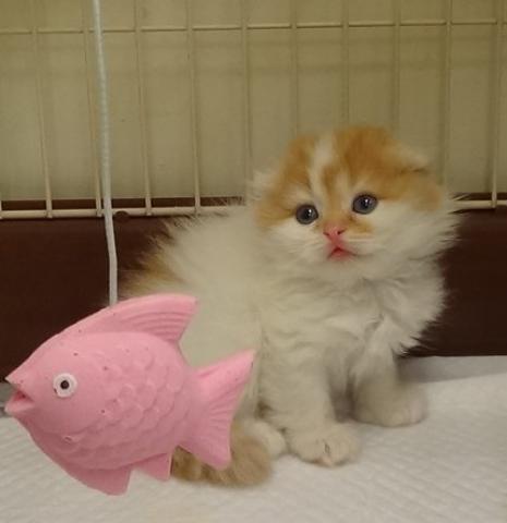 スコティッシュフォールド