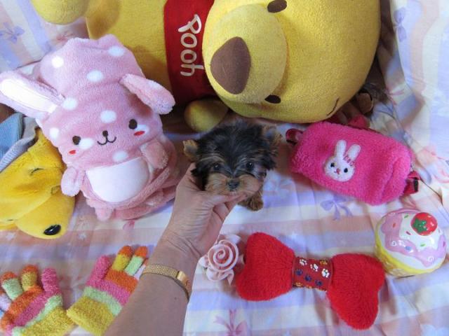 ヨークシャーテリア