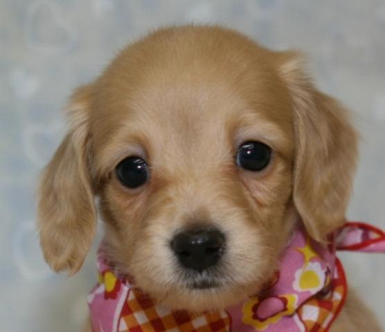 カニンヘンダックスフンド