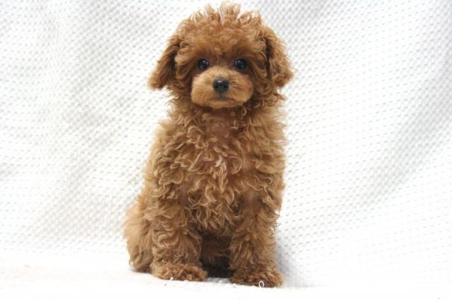 トイプードル